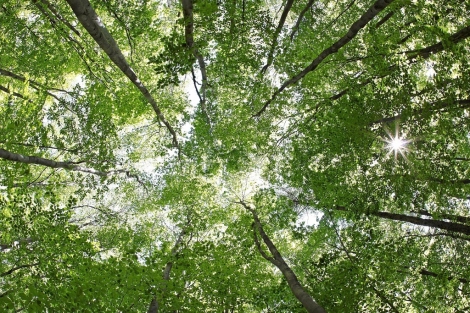 Las familias son como los árboles