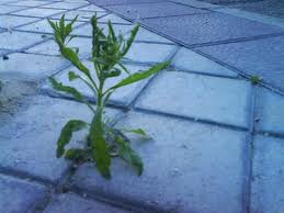 resiliencia resiliencia