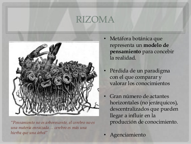 Rizoma